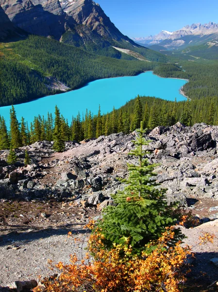 Peyto lake van banff Nationaalpark — Stockfoto