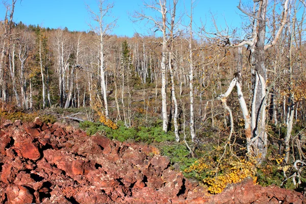 Dixie national forest lava veld — Stockfoto