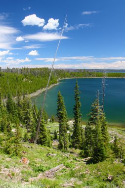 Yellowstone Gölü ördek