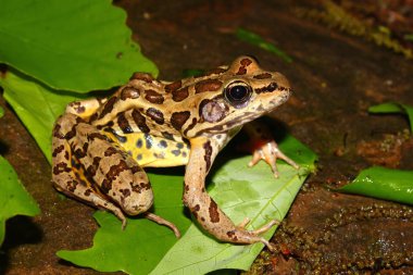 Pickerel Frog (Rana palustris) clipart