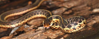 Garter Snake (Thamnophis sirtalis) clipart