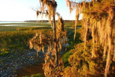 Spanish Moss in Florida clipart