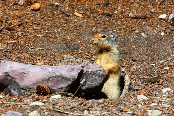 Columbian ground squirrel (Urocitellus columbianus) — Stock Photo, Image