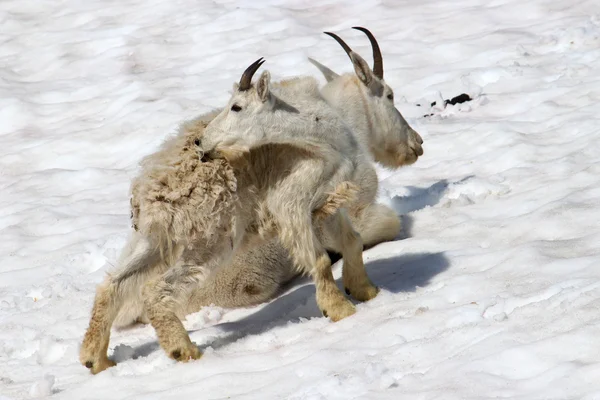 Mountain Goat (Oreamnos americanus) Juvenile — Stock Photo, Image