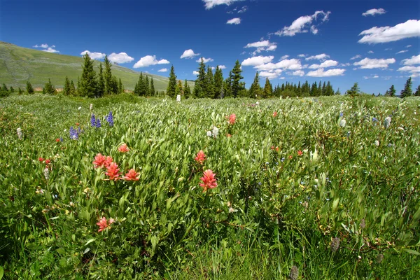 Flores silvestres de bosque nacional Bighorn — Foto de Stock