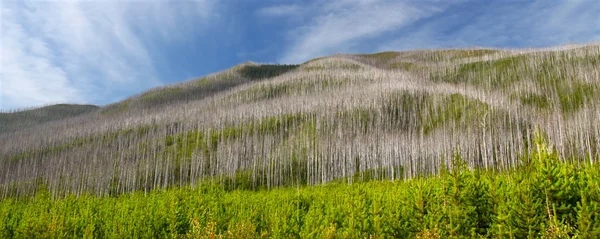 Bosque Nacional de cabeza llana - Montana — Foto de Stock