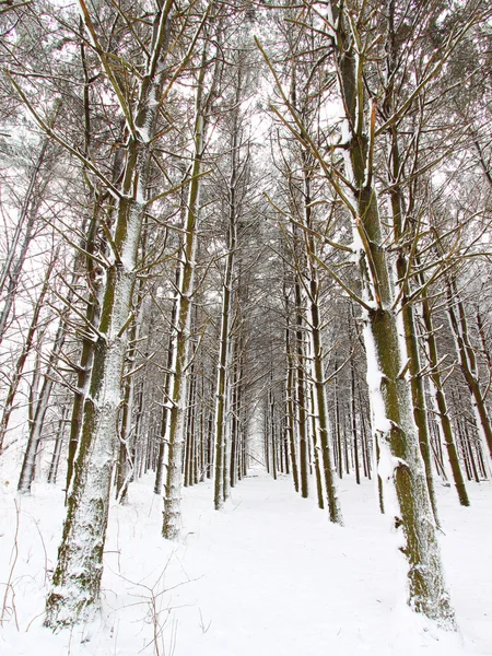 Skogen snöfall — Stockfoto