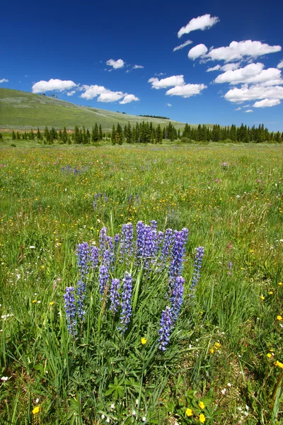 Bighorn Національна лісова польові квіти — стокове фото
