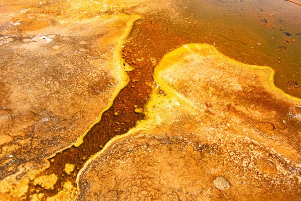 Θερμοφιλική βακτήρια στο yellowstone — Φωτογραφία Αρχείου
