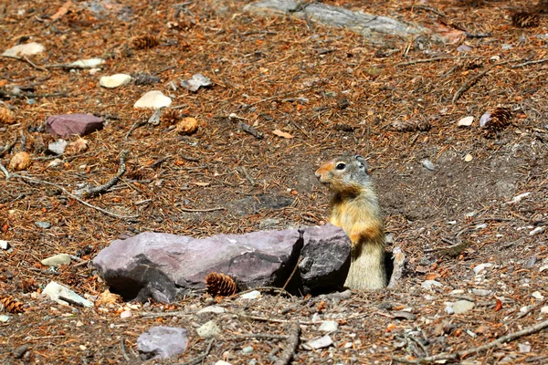 Columbian ground squirrel (Urocitellus columbianus) — Stock Photo, Image