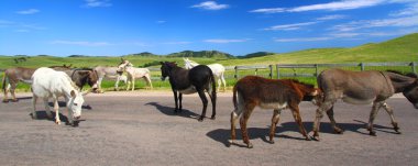 Sıpa - custer state park yalvarıyor