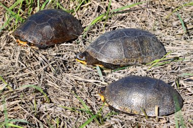 Blandings Turtles in Illinois clipart