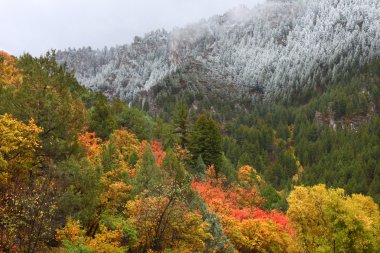 önbellek Ulusal Ormanı - utah