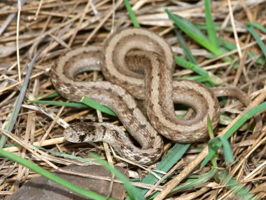 Brown Snake (Storeria dekayi) clipart