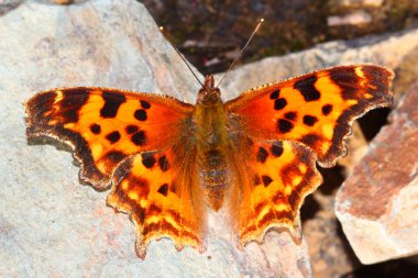 Satir virgül (Polygonia satilus)