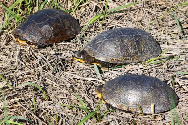 Blandings sköldpaddor i illinois — Stockfoto