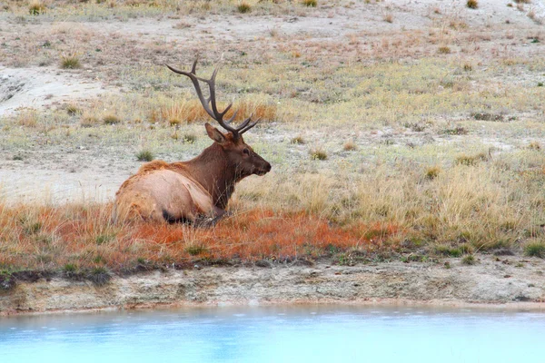 Stier elanden op yellowstone — Stockfoto