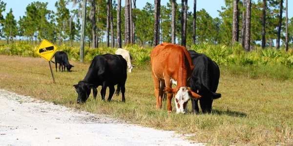 Cows on Military Base — Stock Photo, Image