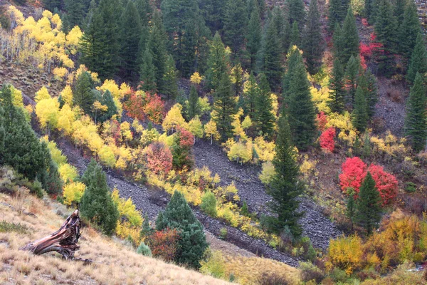Cache nationale Wald Herbst Landschaft — Stockfoto