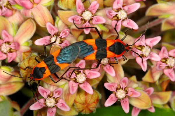 Bug Milkweed (Oncopeltus fasciatus ) — Fotografia de Stock