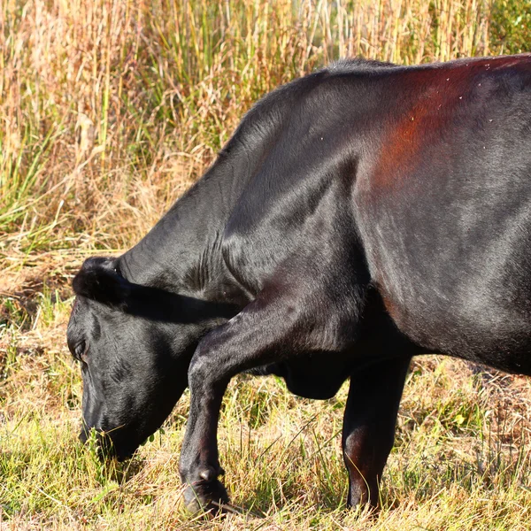 Florida kráva — Stock fotografie