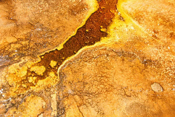 Bactérias termófilas em Yellowstone — Fotografia de Stock