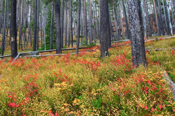 Lewis ve Clark Ulusal Ormanı - Montana — Stok fotoğraf