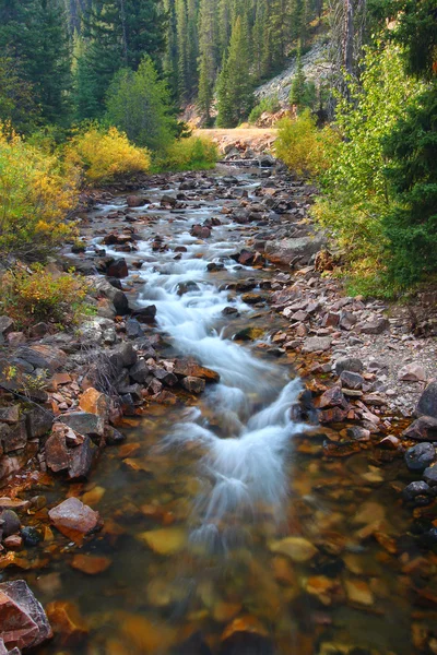 Dziewiczy montana strumienia — Zdjęcie stockowe