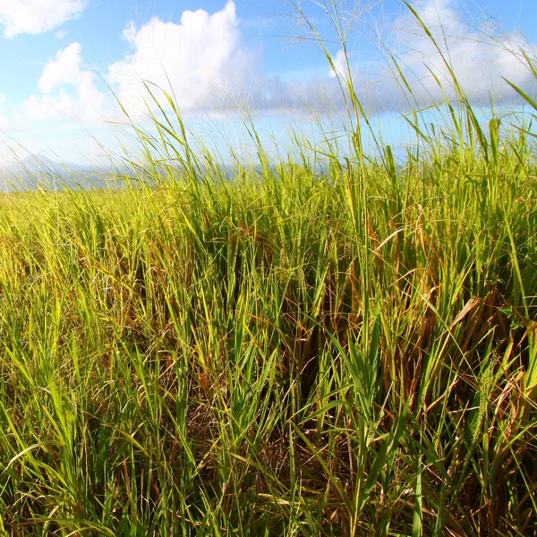 Sugar Cane fields of Saint Kitts — Stock Photo, Image