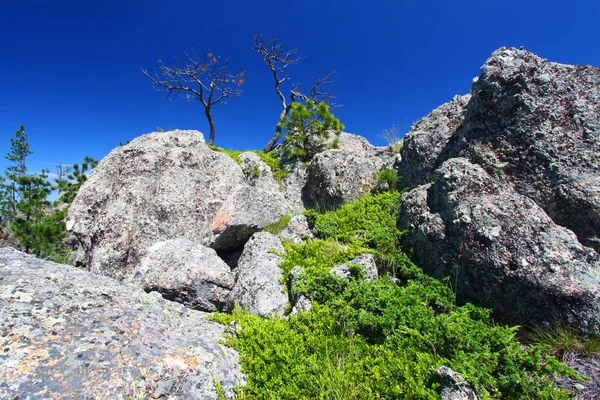 ブラック ・ ヒルズ森林景観の位置づけ — ストック写真