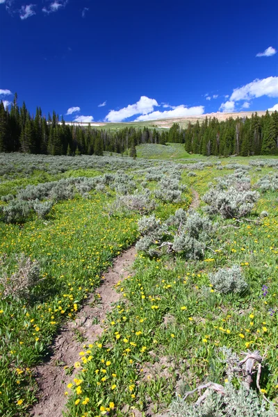 Bighorn National Forest Path — Stockfoto