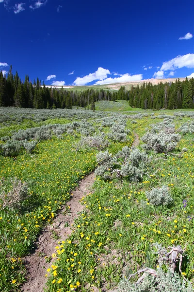 Bighorn national forest ścieżka — Zdjęcie stockowe