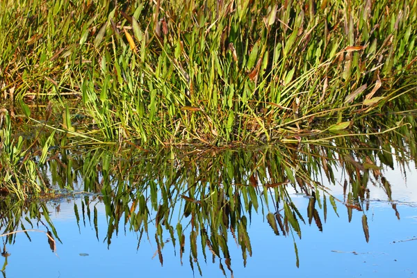 湿地背景风光 — 图库照片