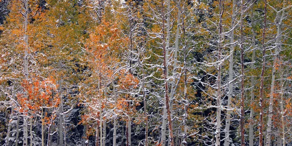 Mezipaměti National Forest - Utah — Stock fotografie