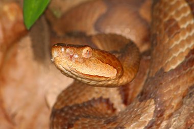 Copperhead Snake (Agkistrodon contortrix) clipart