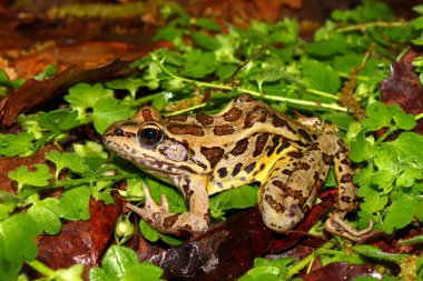 Turna Kurbağa (Rana palustris)