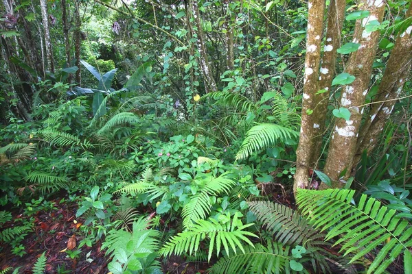 Selva tropical Toro Negro - Puerto Rico — Foto de Stock