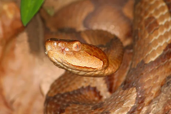 Φίδι Copperhead (Agkistrodon contortrix) — Φωτογραφία Αρχείου