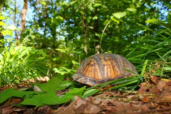 箱龟 (Terrapene 卡罗莱纳州) — 图库照片