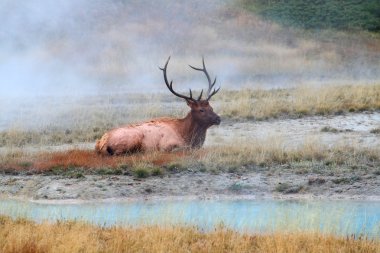 Bull Elk in Yellowstone clipart