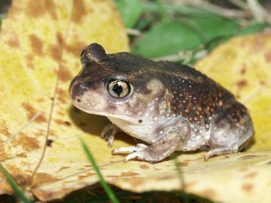 Spadefoot Kurbağa (Scaphiopus holbrookii)