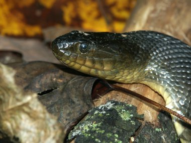 Mississippi yeşil Watersnake (Nerodia cyclopion)