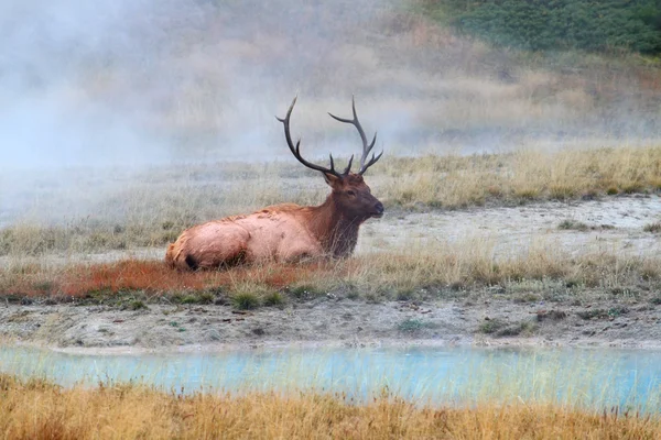 Alce Bull em Yellowstone — Fotografia de Stock