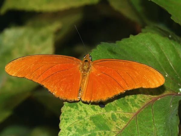 Farfalla heliconian Julia — Foto Stock