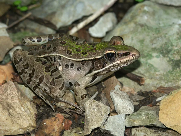 Southern Leopard Frog (Rana sphenocephala) — Stock Photo, Image