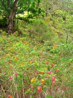 Barron Gorge National Park - Australia clipart