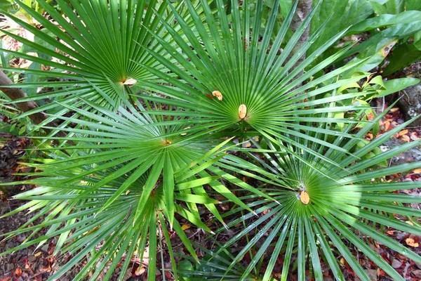 Tropikalna roślinność (usvi) — Zdjęcie stockowe
