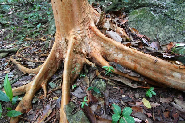 控えの木の根 — ストック写真