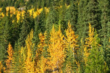 banff Ulusal Parkı içinde sonbahar renkleri