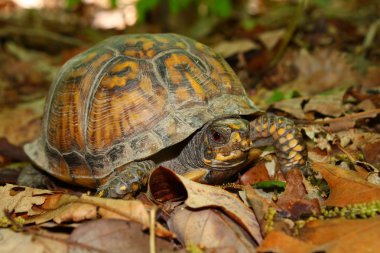 Box Turtle (Terrapene carolina) clipart